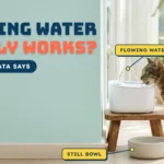 Tabby cat drinking from a white pet water fountain on a wooden stool with a ceramic still-water bowl on the floor, against a seafoam wall