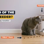 Grey cat sitting cautiously beside a white automatic pet feeder, with a trail of treats on the floor leading toward the bowl, against a lavender wall